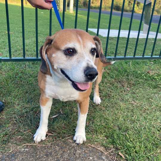 Male Beagle x Am Staff found 3 May